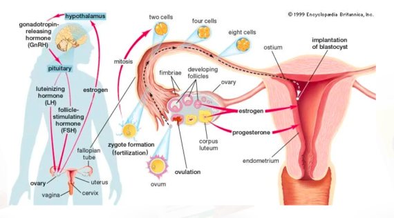 Ovul Enhancer